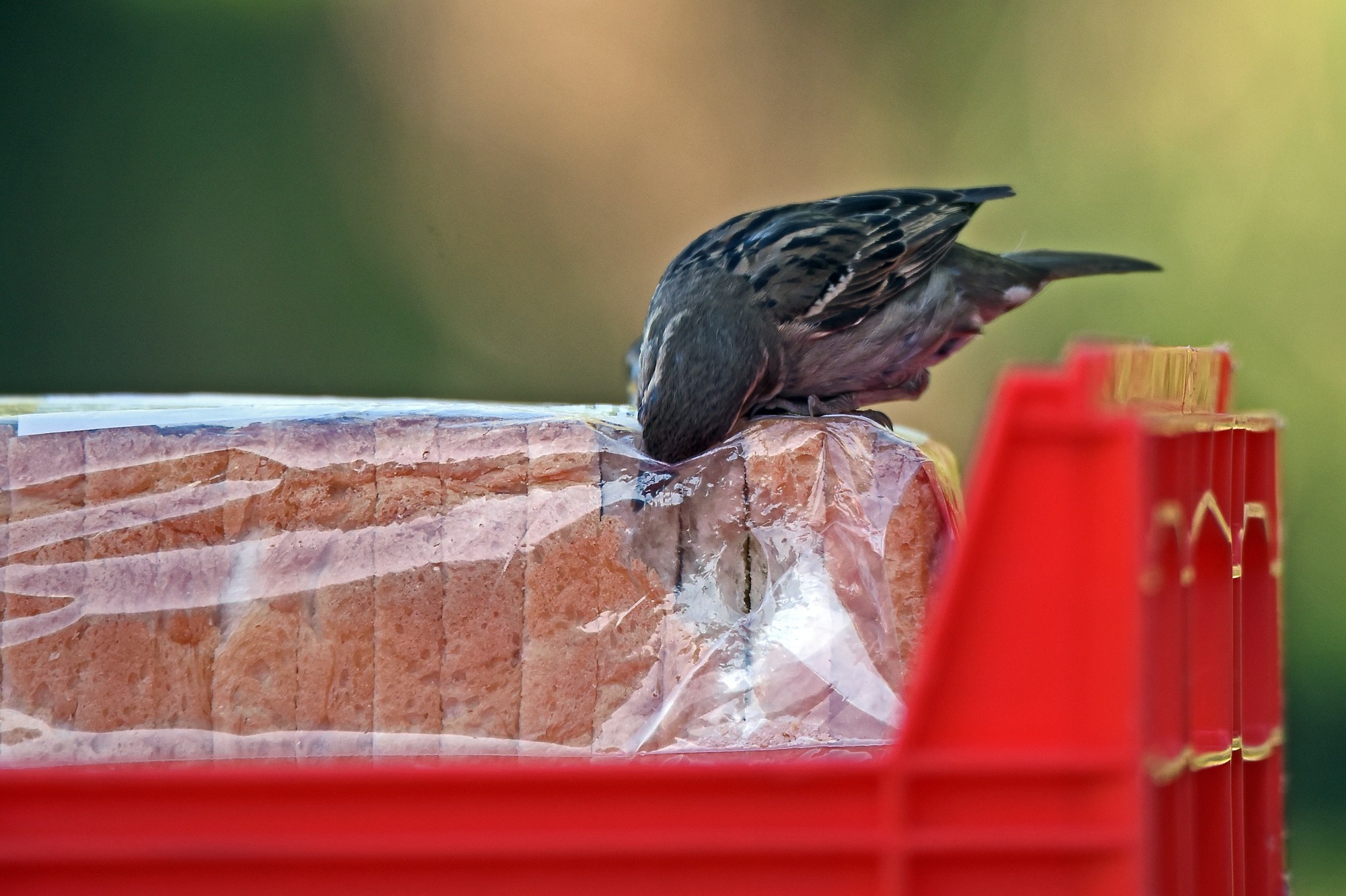 A bird stealing from a loaf of bread