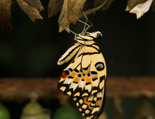 Why Transformation Programmes Are Ultimately About People