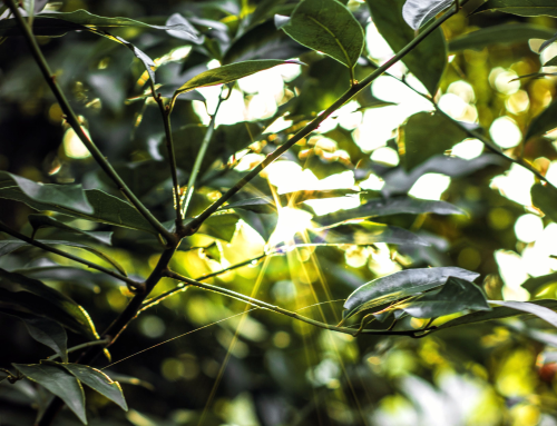 What Organisations Can Learn From Environments Where The Stakes Are Human